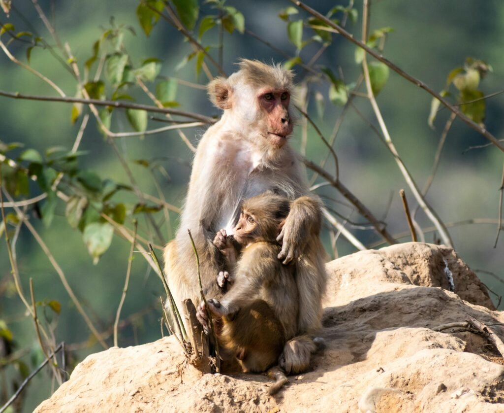 A close-up of a mother monkey with her baby, sitting on a rock in a natural setting.