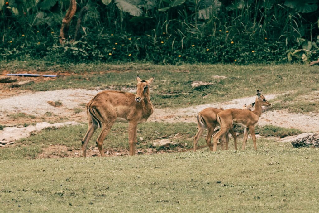 A herd of impalas grazing in a grassy field, showcasing wildlife in its natural environment.
